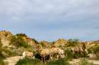 Band of desert bighorn sheep in the Santa Rosa Mountains in the Coachella Valley, California, USA Art Print